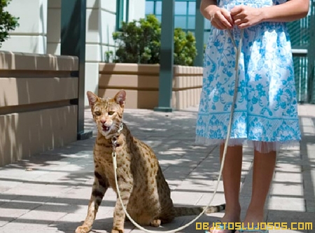 Gato Ashera 1