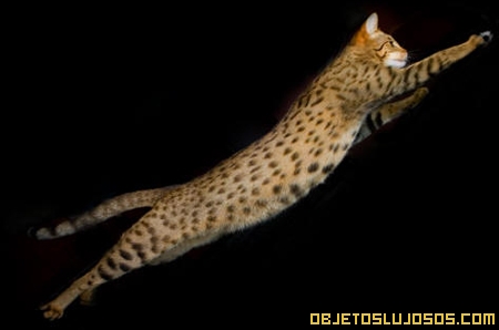 Gato Ashera 2