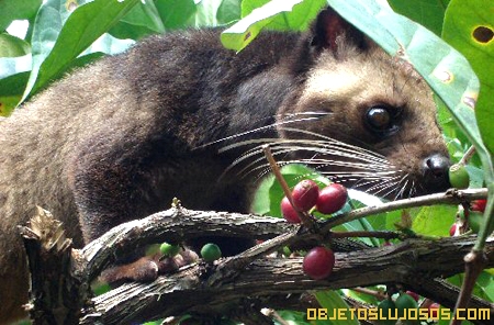 Paradoxurus-gato-kopi-luwak
