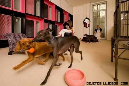 Hoteles en Australia para mascotas