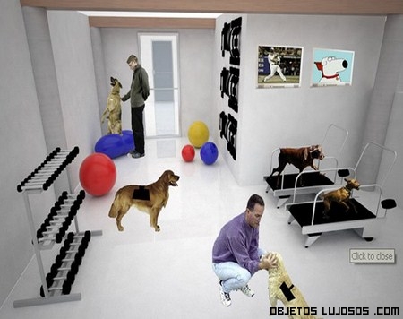 Lujos para mascotas en Florida