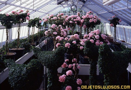 invernadero-con-rosas